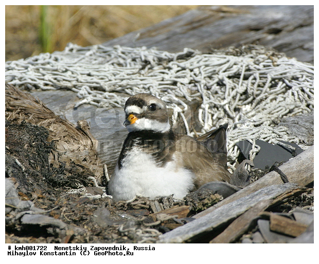 �������� ������, ��������, ��������, ��������, �����������, �����, �����, �����, ������, XYZ, ���������, Charadriidae, ����������, Charadrius hiaticula